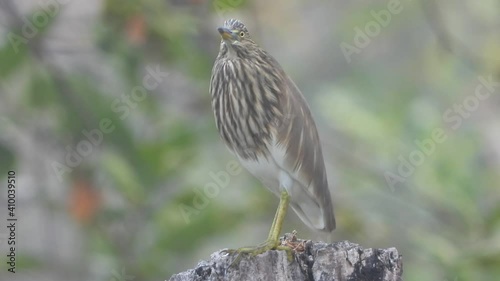 Wallpaper Mural Pond heron in pond area waiting for pray . Torontodigital.ca