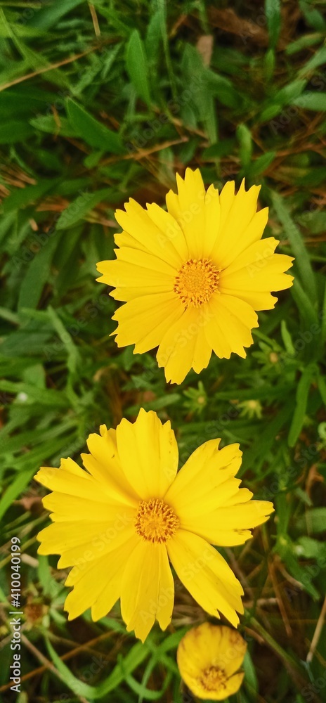 Fototapeta premium Closeup Yellow Cosmos flowers. Closeup yellow Cosmos Caudatus flower or bunga kenikir