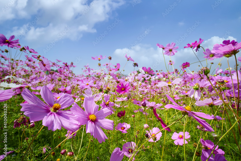 Beautiful cosmos pink flowers blooming in garden against the bright blue sky