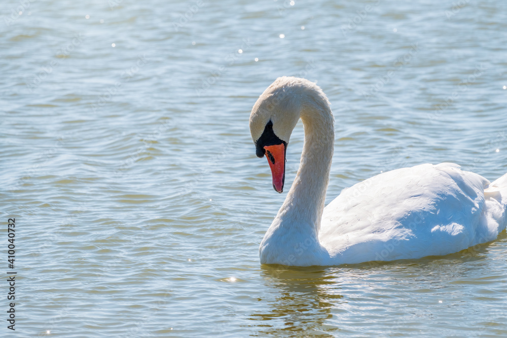 Graceful white Swan swimming in the lake, swans in the wild. Portrait of a white swan swimming on a lake. Graceful white Swan swimming in the lake, swans in the wild. Portrait of a white swan swimming on a lake.