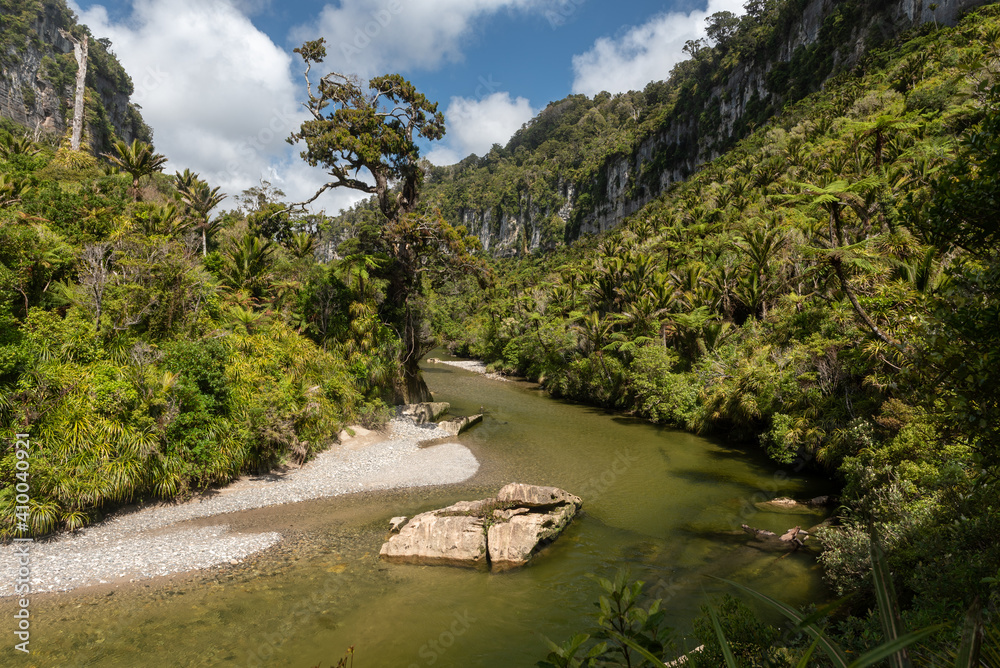 Obraz premium Steep limestone cliffs and dense forest surrounding the Pororari River, Paparoa National Park, New Zealand. 
