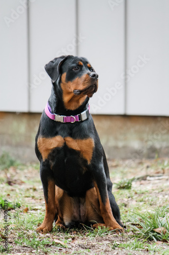 Young female Rottweiler sitting alert