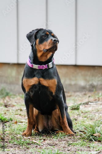 Young female Rottweiler sitting alert