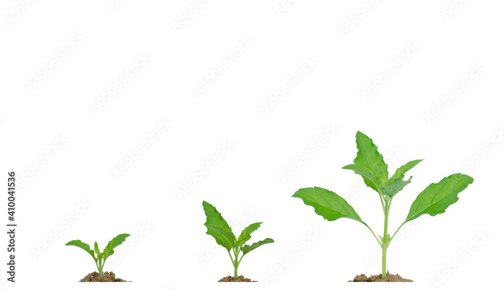 The growth of basil on white background The growth of basil on white background