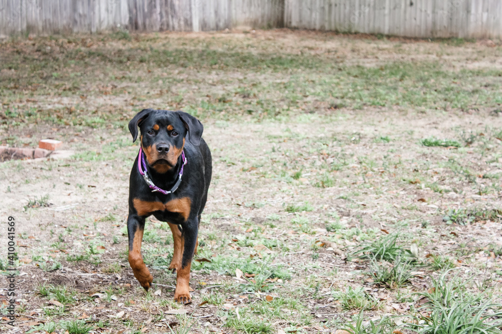 Young female Rottweiler standing alert Young female Rottweiler standing alert