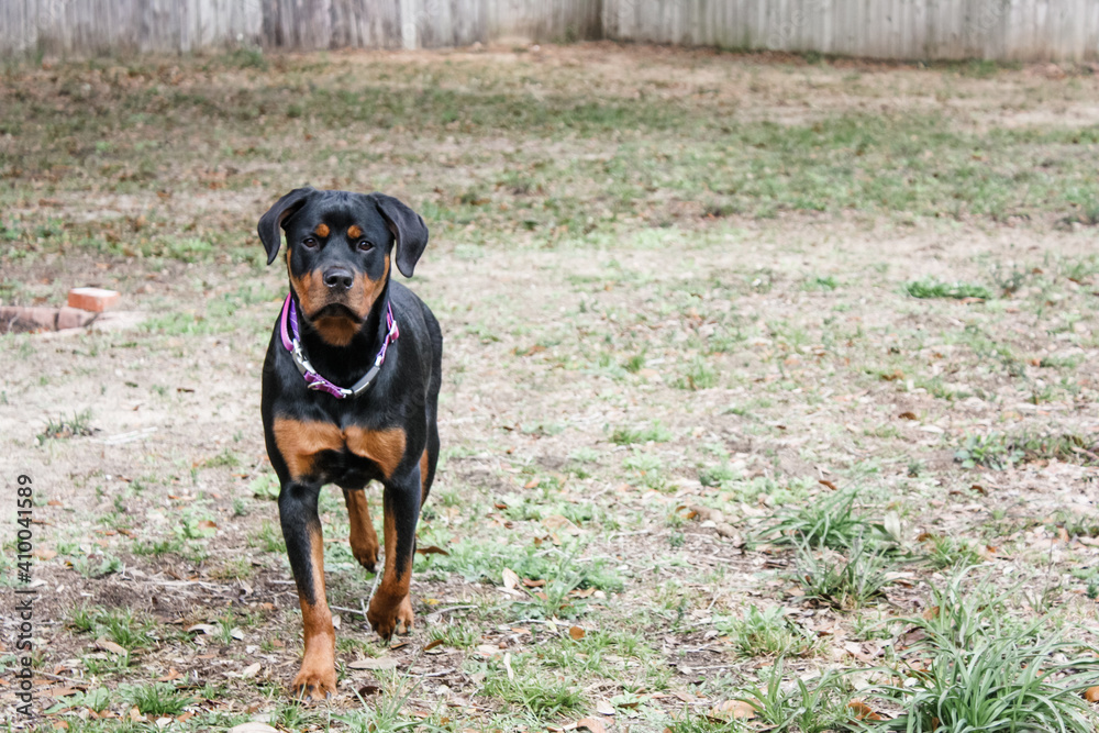 Young female Rottweiler standing alert Young female Rottweiler standing alert