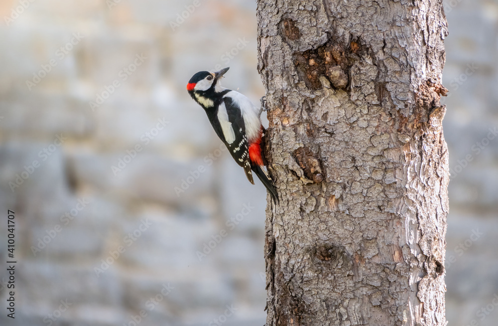 Fototapeta premium Little woodpecker sits on a tree trunk. The great spotted woodpecker, Dendrocopos major