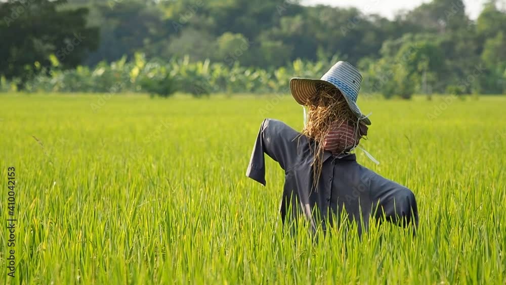 Scarecrow in a paddy field, Rural scene in Thailand. Scarecrow in a paddy field, Rural scene in Thailand.