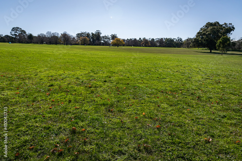 green grass field and sky