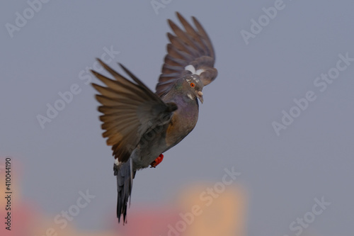 Rock Pigeon in an acrobatic mood