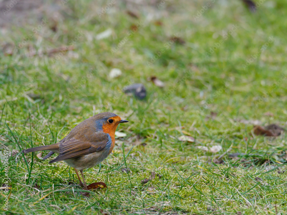 close up of a robin standing on the ground close up of a robin standing on the ground