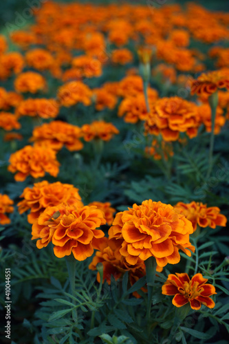 The Orange marigold flower beautiful  
