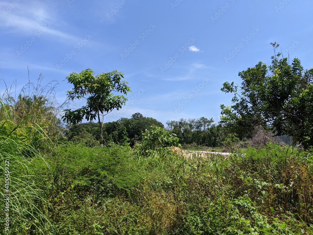 A various of trees and clear sky in the forest