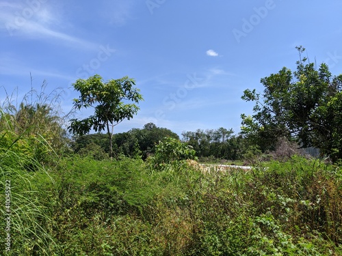 A various of trees and clear sky in the forest