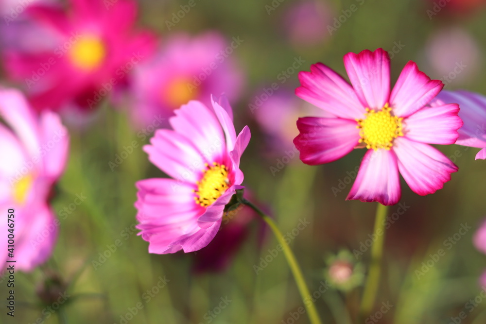 Blur beautiful fuchsia cosmos flower violet tone in garden,Portrait. Blur beautiful fuchsia cosmos flower violet tone in garden,Portrait.