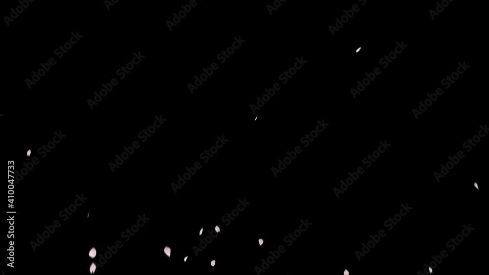 Cherry Blossom Explosion. This work is explosion of petals cherry blossom with alpha channel you can place on footage or background and easier to change color. Cherry Blossom Explosion. This work is explosion of petals cherry blossom with alpha channel you can place on footage or background and easier to change color.