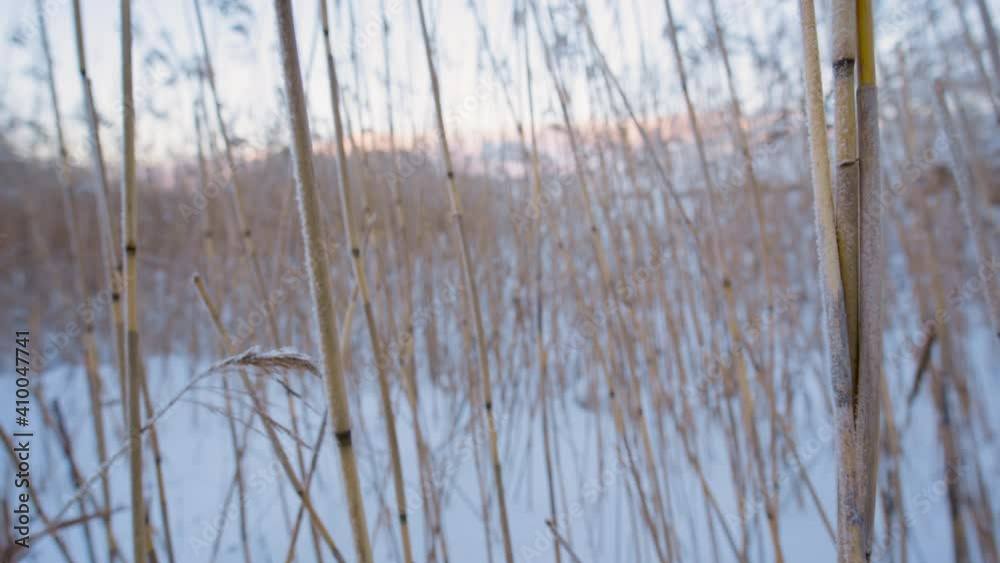 Backward close-up motion through frozen reeds in snowy landscape Backward close-up motion through frozen reeds in snowy landscape
