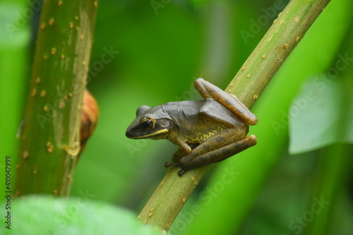Asian Frog in the garden