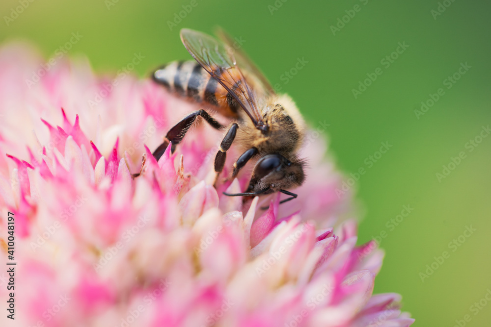 Honey bees collect pollen Spiraea flower. Macro shot. Honey bees collect pollen Spiraea flower. Macro shot.