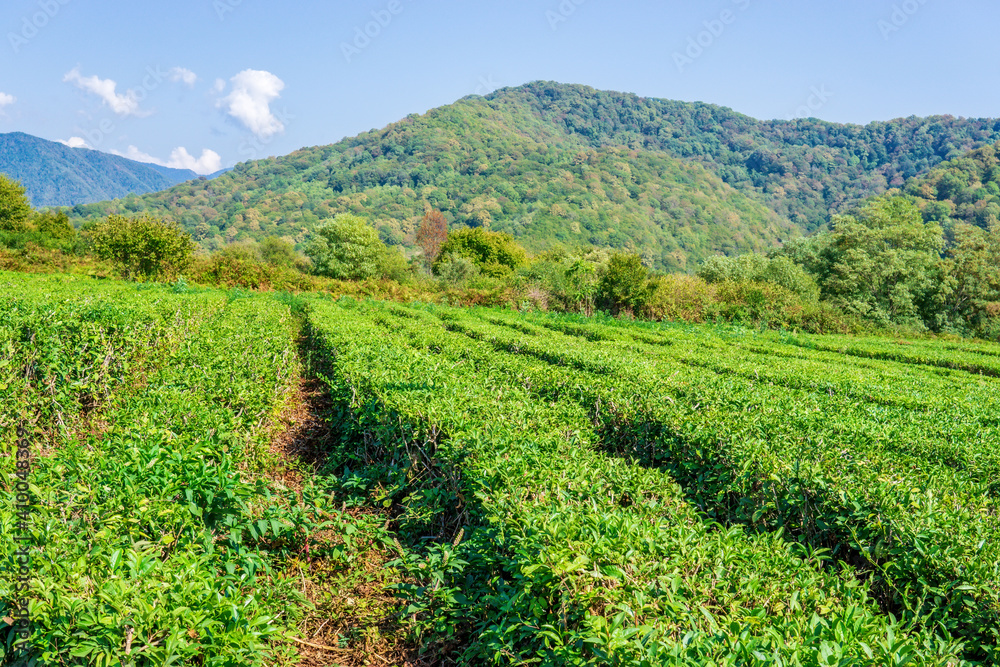 Green tea leaves on the tea bush. the static camera, the autumn harvest Green tea leaves on the tea bush. the static camera, the autumn harvest