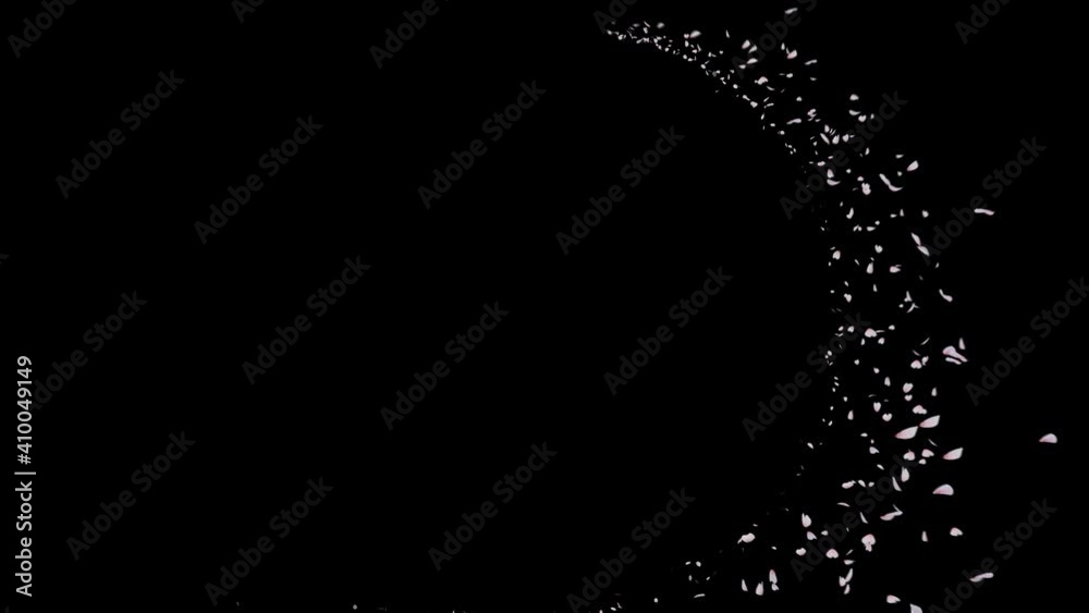Cherry Blossom Flow Along Curve. This work is spread cherry blossom petal flow curve and alpha channel you can place on footage or background easier to change color. Cherry Blossom Flow Along Curve. This work is spread cherry blossom petal flow curve and alpha channel you can place on footage or background easier to change color.