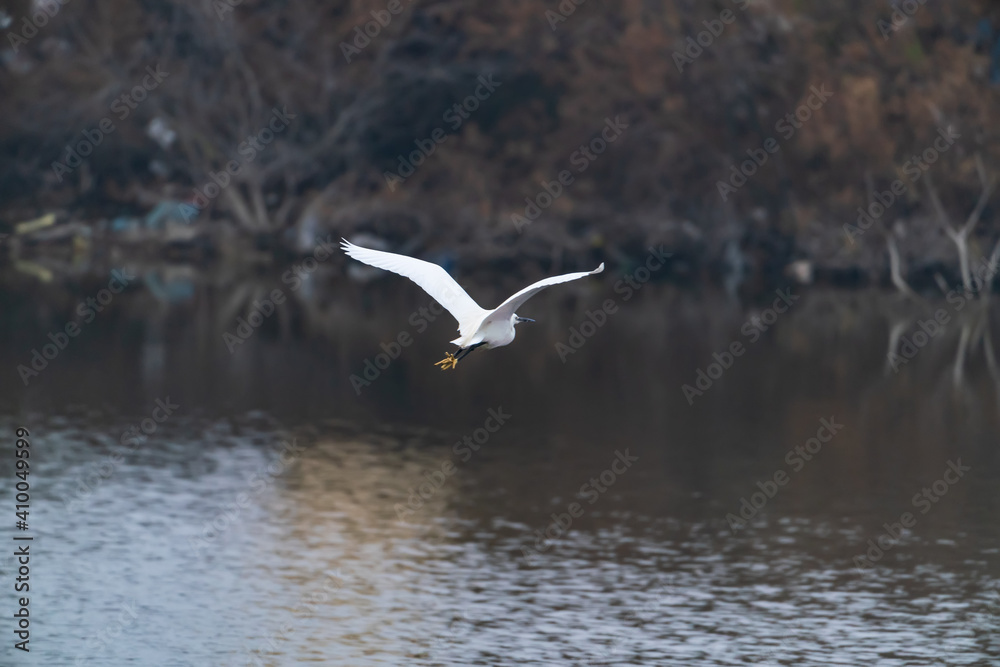 Heron in flight over lake