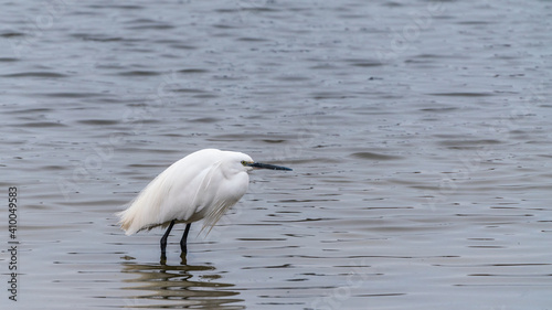 White egret on the lake © Vastram