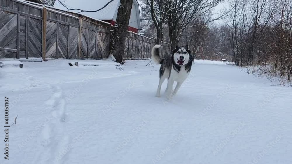 Snowflakes falling as young Siberian Husky dog runs down snow covered path between fence and woods. Slow motion view of puppy playing outside in the snow and having fun. Snowflakes falling as young Siberian Husky dog runs down snow covered path between fence and woods. Slow motion view of puppy playing outside in the snow and having fun.