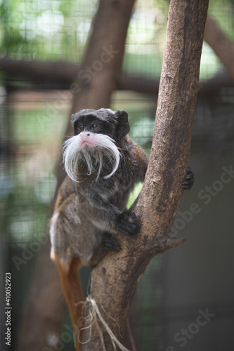 Emperor Tamarin