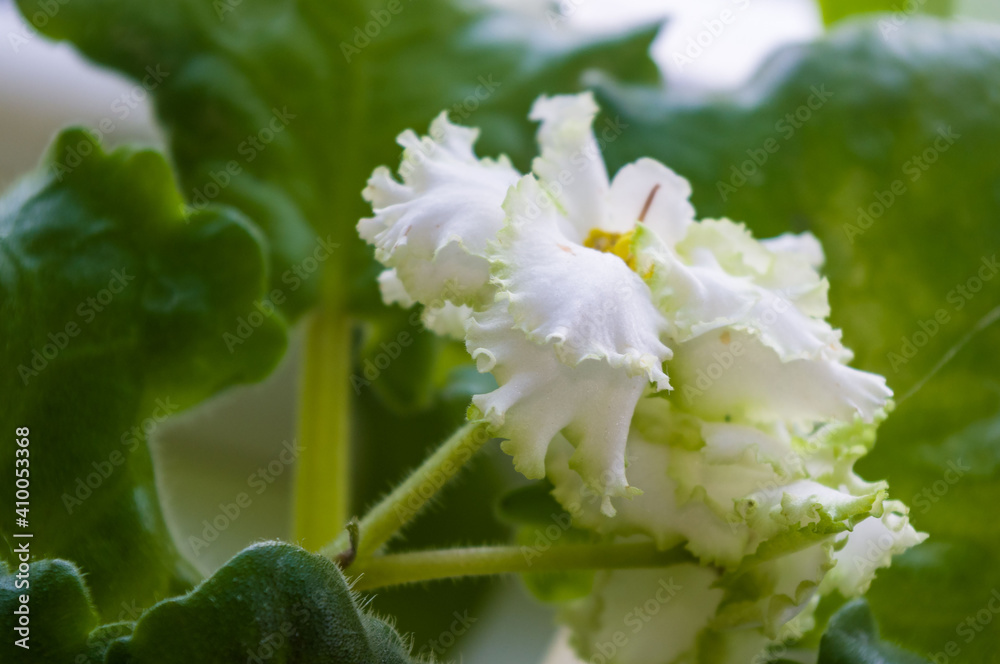 Blooming Home decorative flowers African violet Saintpaulia Irish Laughter, LLG-Herringshaw selection. Blooming Home decorative flowers African violet Saintpaulia Irish Laughter, LLG-Herringshaw selection.