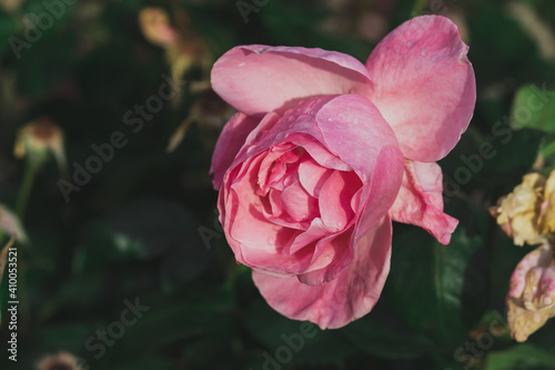 Pink rose flower with drops of rain on it, blurred background