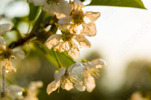 Background blooming beautiful white cherries in raindrops on a sunny day in early spring close up  soft focus