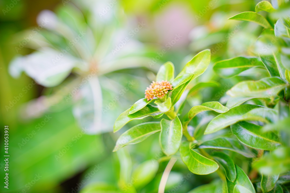 Closeup and Blur of nature green leaves background, Summer Morning natural Light.Green leaf texture background. Green Concept. Closeup and Blur of nature green leaves background, Summer Morning natural Light.Green leaf texture background. Green Concept.