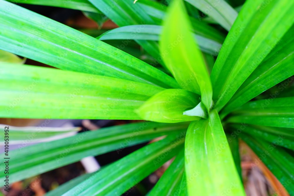 Closeup and Blur of nature green leaves background, Summer Morning natural Light.Green leaf texture background. Green Concept. Closeup and Blur of nature green leaves background, Summer Morning natural Light.Green leaf texture background. Green Concept.