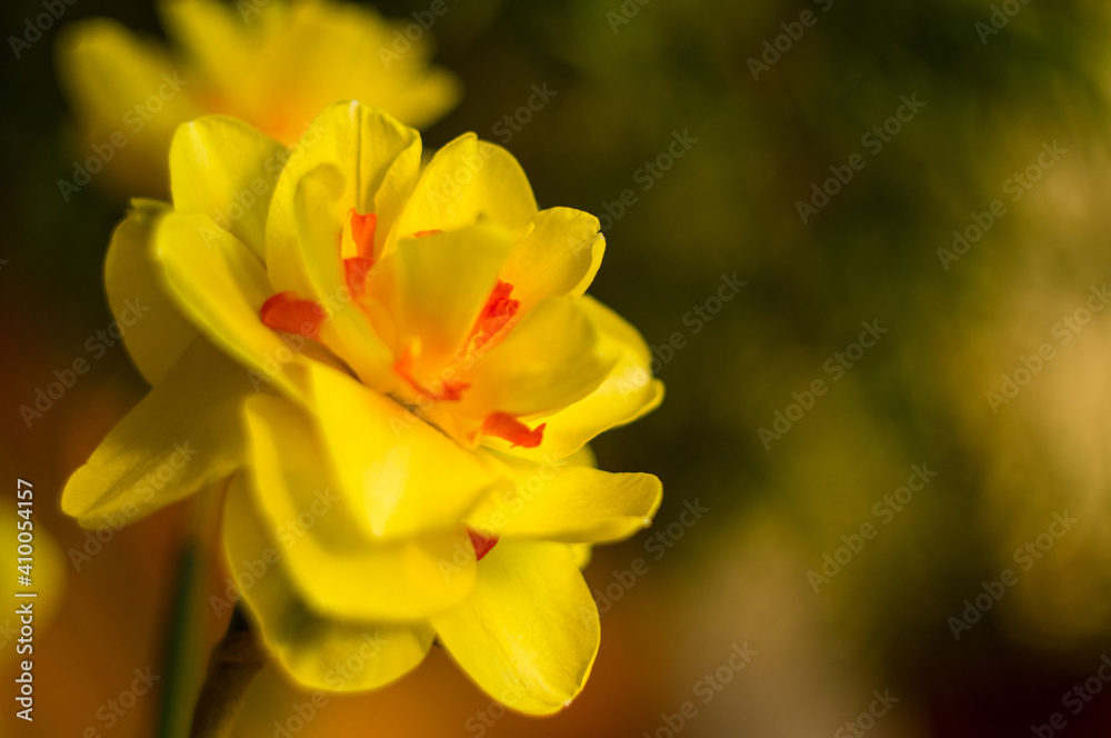 Amazing yellow huge bright daffodils in sunlight Amazing yellow huge bright daffodils in sunlight
