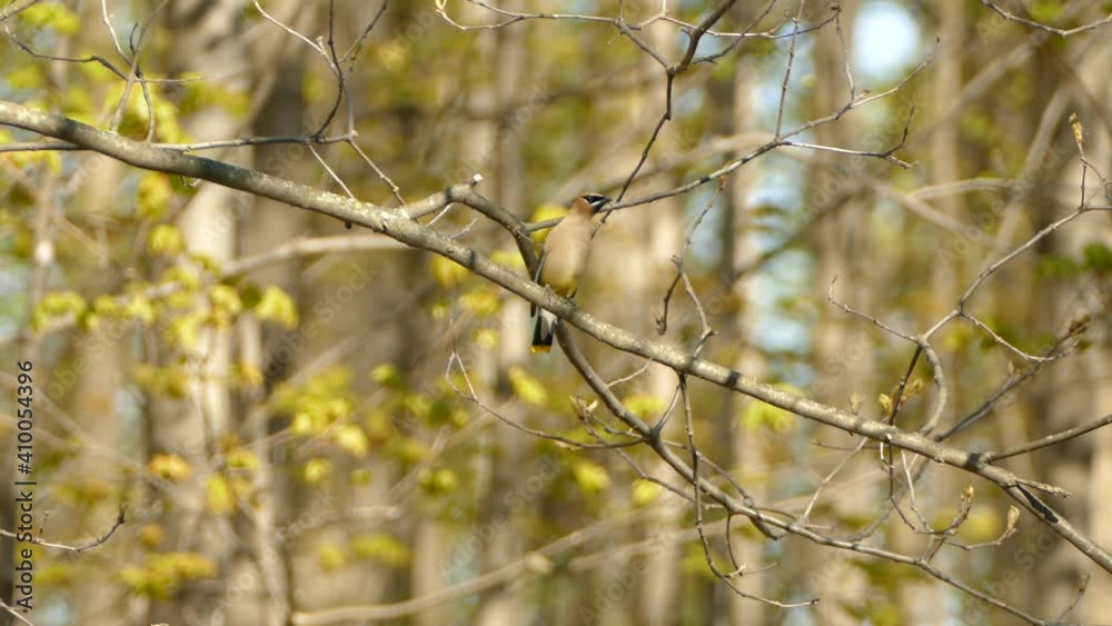 Beautiful bird perched on branch in autumn with yellow leaves as backdrop. Beautiful bird perched on branch in autumn with yellow leaves as backdrop.