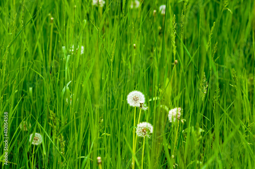 Spring Blooming field - bright green plants  grass and wildflowers with young foliage on a bright warm sunny day in early spring.