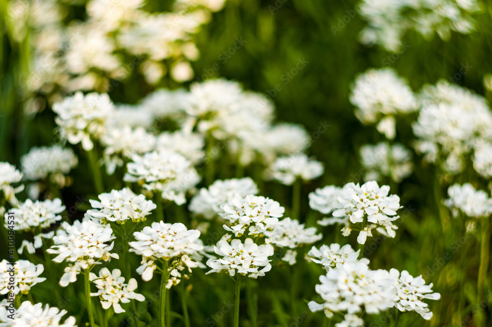 Spring Blooming field - bright green plants, grass and wildflowers with young foliage on a bright warm sunny day in early spring. Spring Blooming field - bright green plants, grass and wildflowers with young foliage on a bright warm sunny day in early spring.