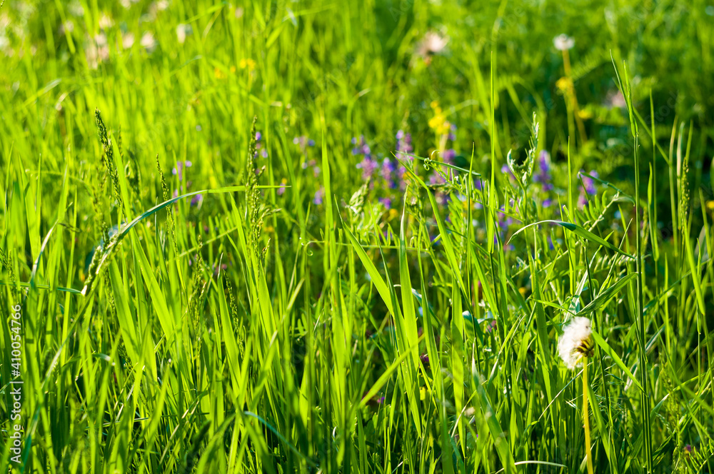 Spring Blooming field - bright green plants, grass and wildflowers with young foliage on a bright warm sunny day in early spring. Spring Blooming field - bright green plants, grass and wildflowers with young foliage on a bright warm sunny day in early spring.