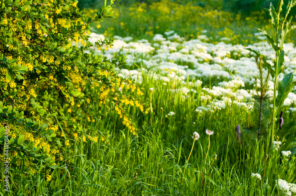 Spring Blooming field - bright green plants, grass and wildflowers with young foliage on a bright warm sunny day in early spring. Spring Blooming field - bright green plants, grass and wildflowers with young foliage on a bright warm sunny day in early spring.