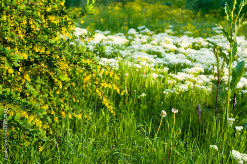 Fototapeta Naklejka Na Ścianę i Meble -  Spring Blooming field - bright green plants, grass and wildflowers with young foliage on a bright warm sunny day in early spring.