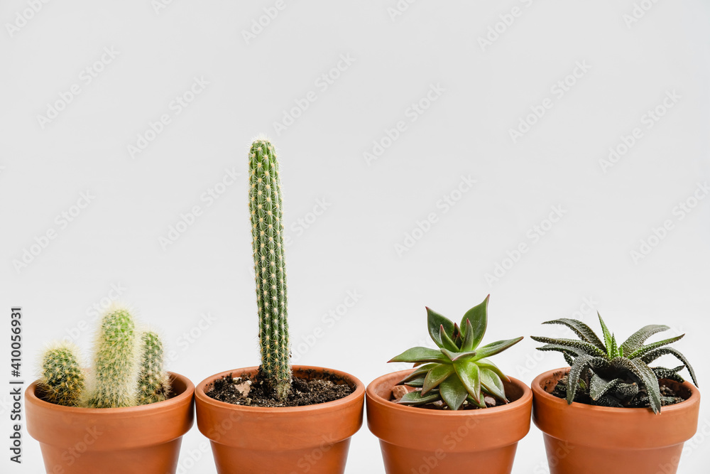 Green succulents and cacti in pots on light background
