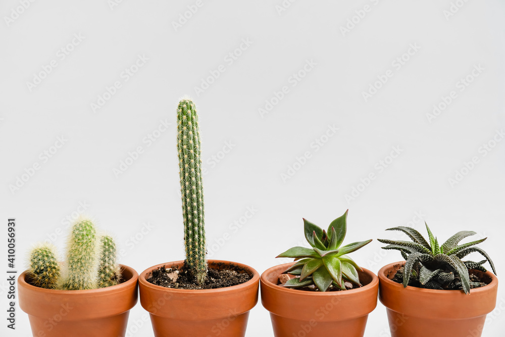 Green succulents and cacti in pots on light background Green succulents and cacti in pots on light background