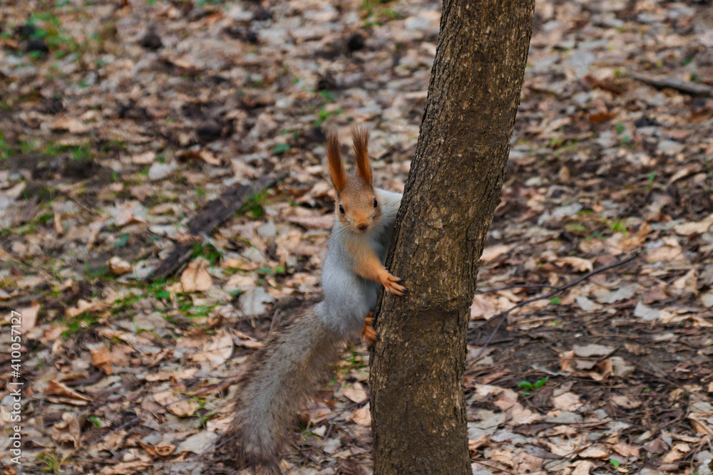 Playful ginger squirrel on a tree Playful ginger squirrel on a tree