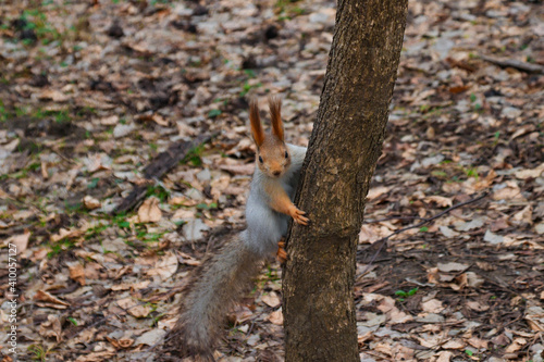 Playful ginger squirrel on a tree © Лаура Летова