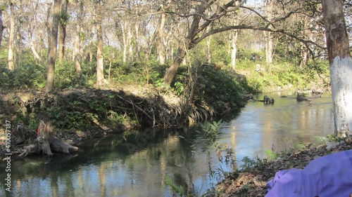 Forest River