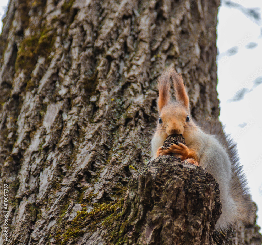 Obraz premium Red squirrel gnaws a nut on a tree