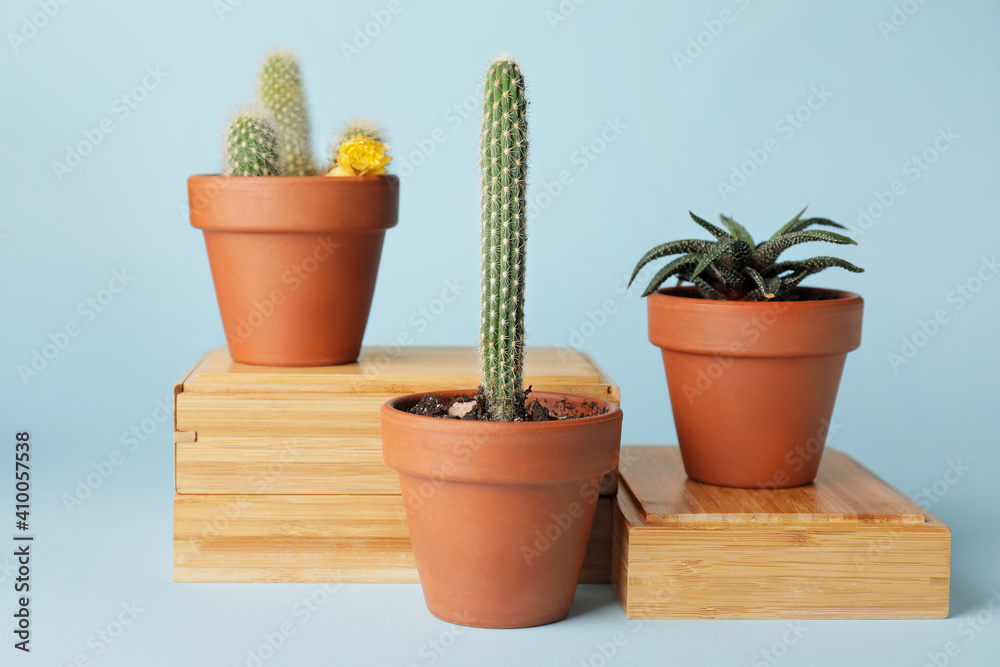 Succulent and cacti on color background