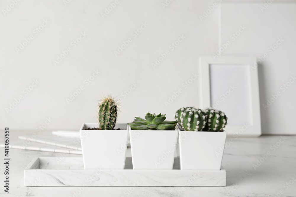 Flowerpots with succulent and cacti on table