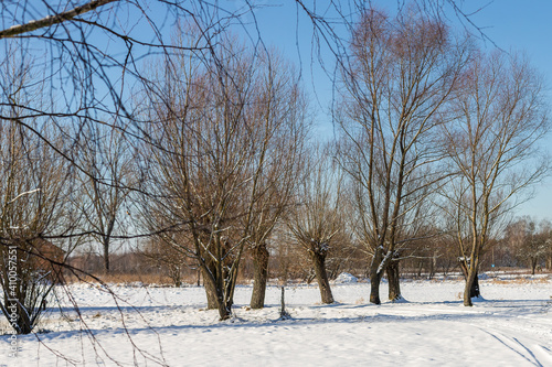 Wallpaper Mural A row of willows in a snow-covered field. Torontodigital.ca